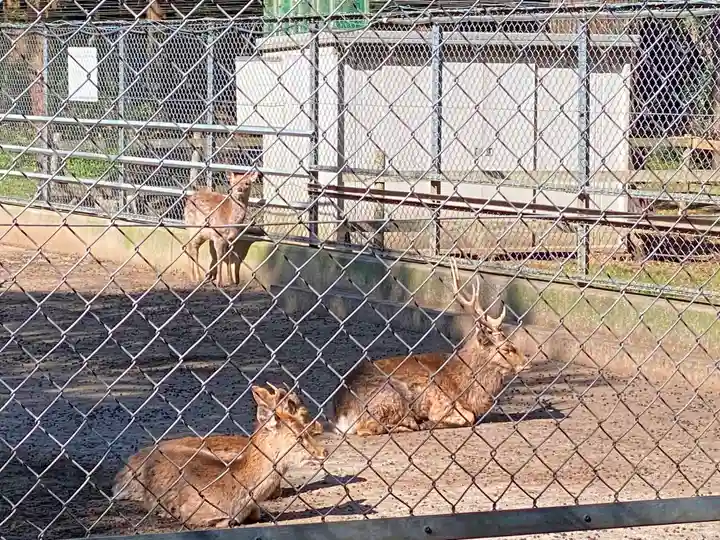 鹿島神宮の動物