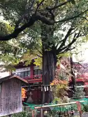 秩父神社の自然