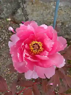神炊館神社 ⁂奥州須賀川総鎮守⁂(福島県)