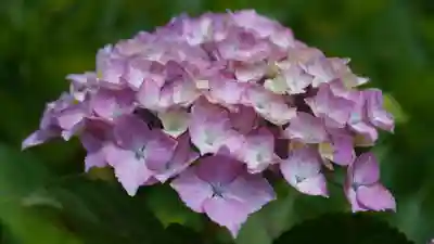 三室戸寺(京都府)