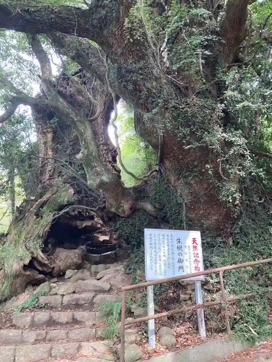 大山祇神社の自然