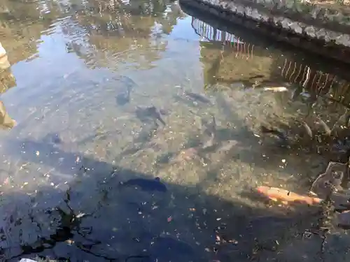 人丸神社（小中町）の庭園