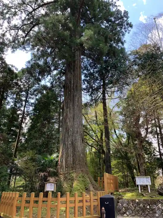 須山浅間神社の自然