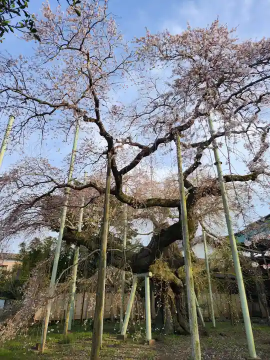 般若院(茨城県)