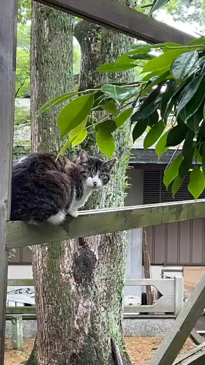 和歌山縣護國神社の動物