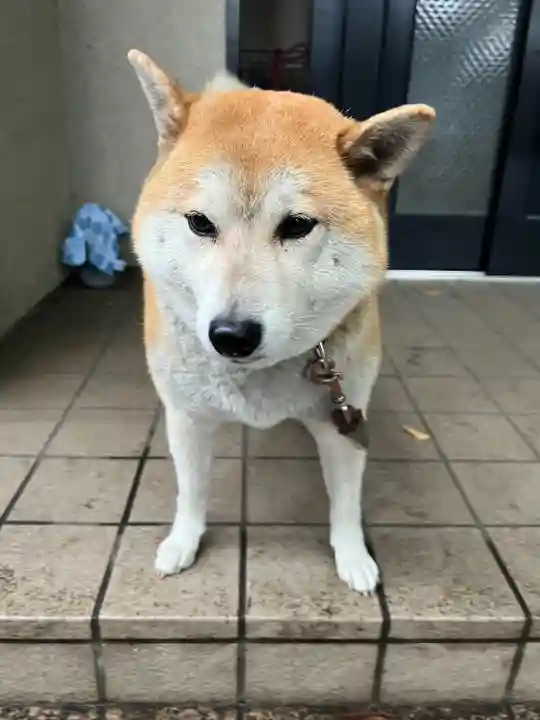 笠䅣稲荷神社(神奈川県)
