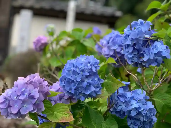 摩訶耶寺の自然