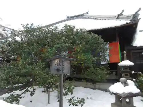 地蔵院（椿寺）(京都府)