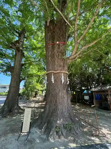 春日部八幡神社(埼玉県)