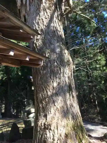 戒場神社の自然