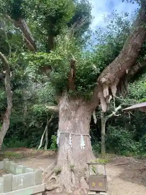 鎌数伊勢大神宮(千葉県)