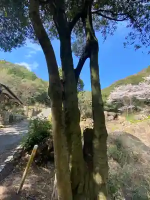 早瀧比咩神社の自然