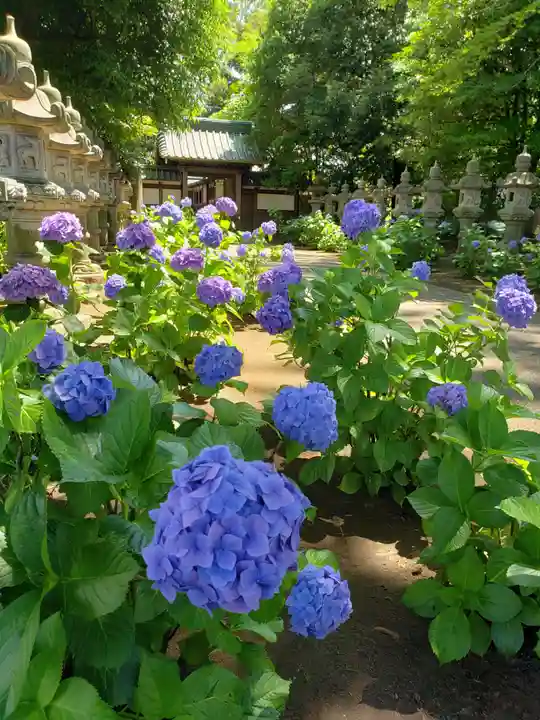 妙法寺(東京都)