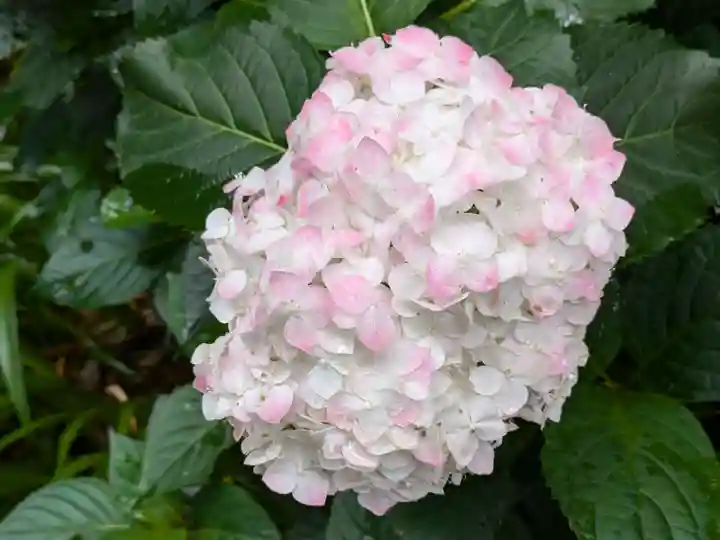 二本松寺(茨城県)