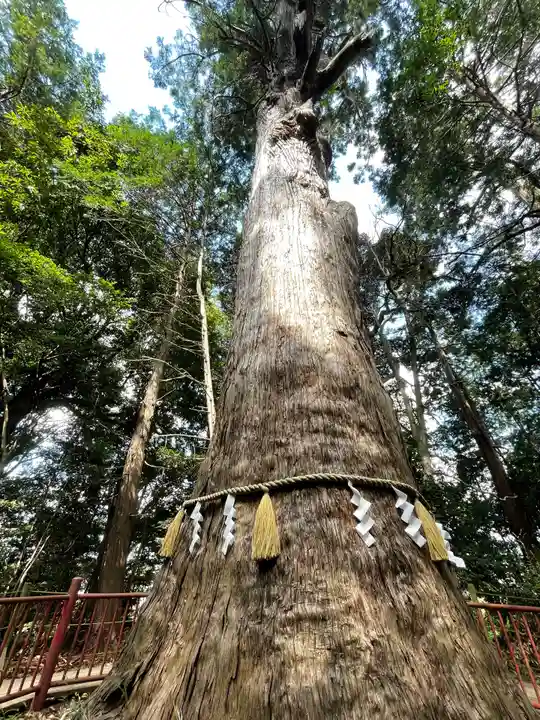 麻賀多神社の自然