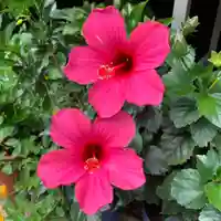 豊景神社の自然