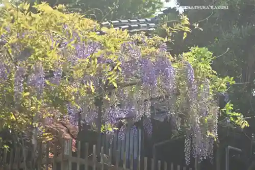 滝野川八幡神社の自然