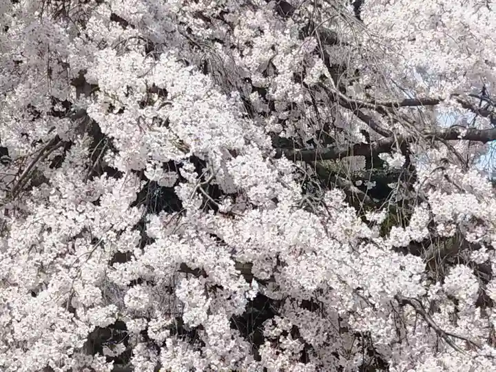 三宝院(三宝院門跡)(京都府)