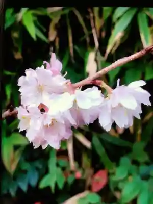 正寶院（飛不動尊）(東京都)