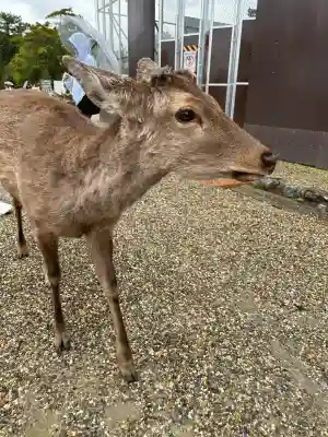 興福寺の{uncategorized: "未分類", other: "その他", undefined: "問題あり", building: "その他建物", grave: "お墓", sacred_gate: "鳥居", guardian: "狛犬", statue: "像", buddha: "仏像", history: "歴史", nature: "自然", garden: "庭園", animal: "動物", pagoda: "塔", temizu: "手水舎", mountain_gate: "山門・神門", sanctuary: "本殿・本堂", subordinate: "末社・摂社", art: "芸術", scenery: "景色", jizo: "地蔵", ema: "絵馬", goshuin: "御朱印", omikuji: "おみくじ", items: "授与品その他", amulet: "お守り", goshuincho: "御朱印帳", eats: "食事", festival: "お祭り", votive_dance: "神楽", shichigosan: "七五三参", wedding: "結婚式", experience: "体験その他", initially: "初詣", around: "周辺", anti_infection: "感染症対策"}