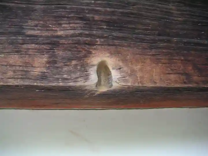 根来寺のその他建物