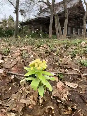 秋田諏訪宮の自然