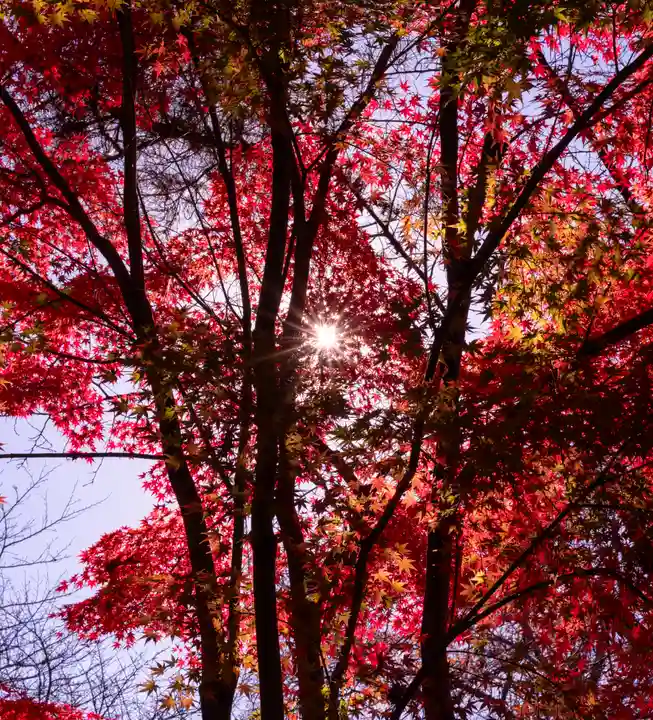 宇治上神社(京都府)