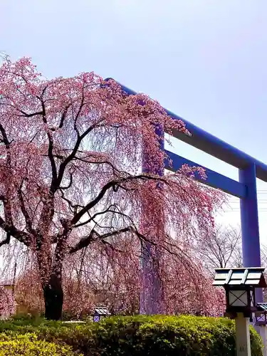 櫻木神社(千葉県)