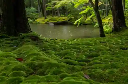 西芳寺の庭園