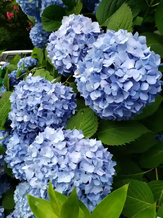 阿佐ヶ谷神明宮(東京都)