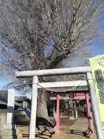 稲荷神社(茨城県)