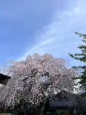 日蓮宗　浄運寺(東京都)