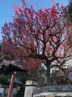 善性寺(神奈川県)