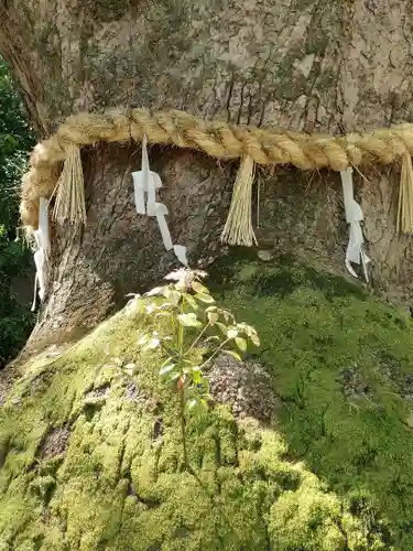 熱田神宮の自然