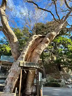 金華山黄金山神社(宮城県)
