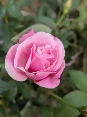 田端神社(東京都)