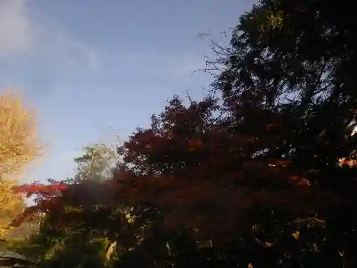 浄光明寺の自然