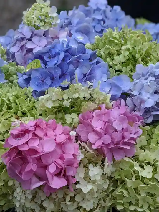 普門寺(切り絵御朱印発祥の寺)の自然