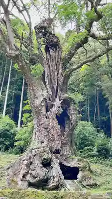 武雄神社(佐賀県)
