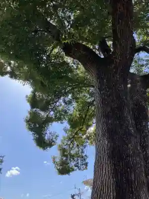 石刀神社の自然