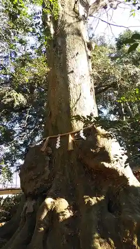 沓掛香取神社の自然