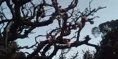 水海道天満宮の自然