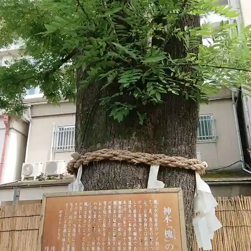 浅草神社の自然