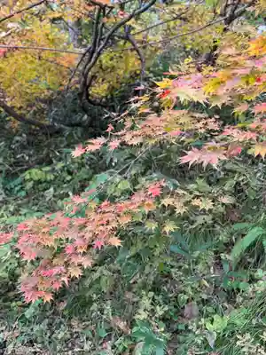 戸隠神社奥社(長野県)