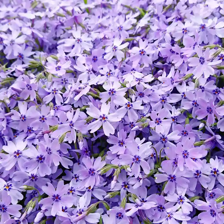 寿量山 速成寺の自然