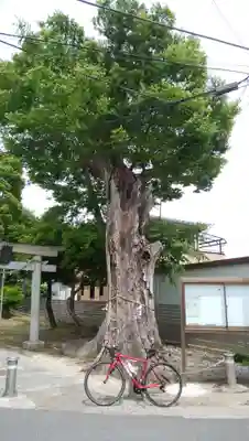 若宮八幡神社の自然