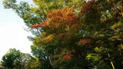 岐阜善光寺の庭園