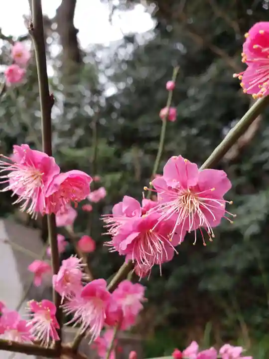 乃木神社(東京都)