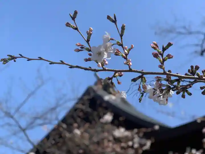 靖國神社の自然
