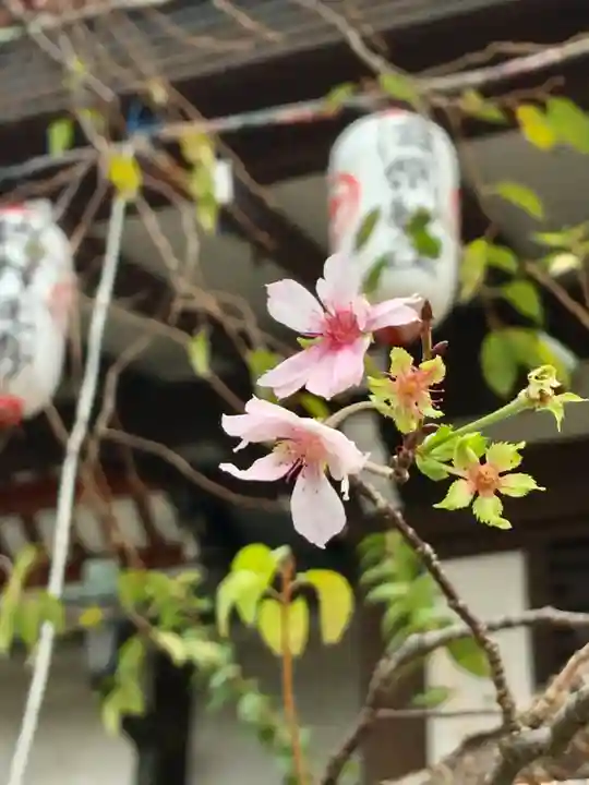 大坊本行寺の自然